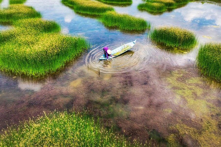 "Image of a person in a boat in the Mekong River in Vietnam, reaching down to touch the water. The water is shallow and interspersed with tall stalks of grass.