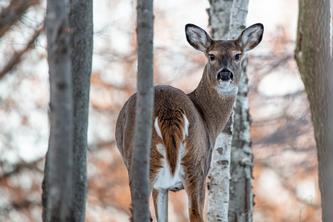 Image of a female white-tailed deer