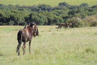 African savanna grassland with a wildebeest in the foreground and a cheetah in the distance.