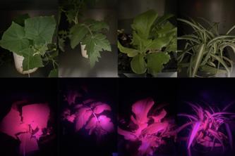 Vegetation appears green when seen by human eyes under natural lighting (top row) while chlorophyll fluorescence appears as red glow from leaves (bottom row). From left to right are seedlings of a cucumber, tomato, lettuce and spider plant.
