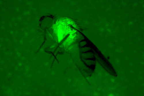 Fruit fly under green fluorescence. 