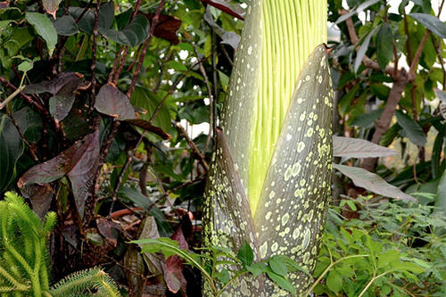 A corpse flower in bloom sends a pale shaft nearly six feet high.