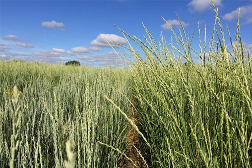 A green crop in a field beneath a blue sky