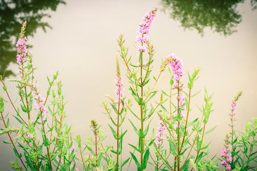 A row of purple loosestrife.