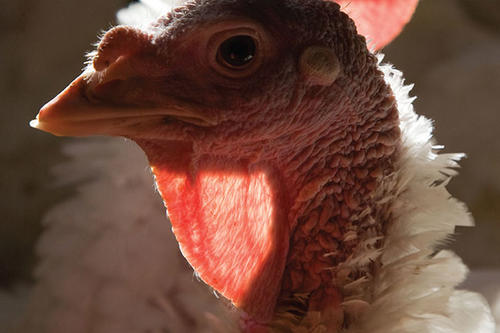 Photograph of a turkey from the neck up.