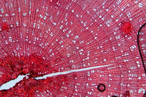 Piece of a shrub magnified under a microscope.