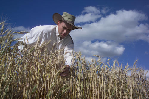 Wheat Breeding James Anderson