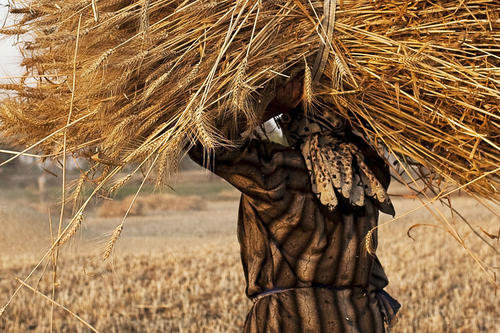 Woman holding large bundle of wheat about head. 
