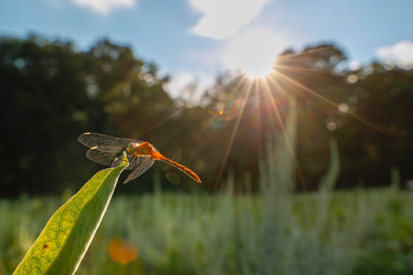 a dragonfly alights on a milkweed leaf i the foreground with sun going through trees in the background