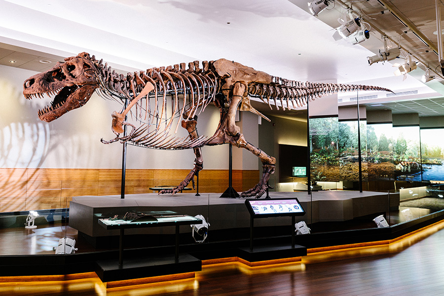 SUE, the world’s most complete, best-preserved T. rex, was analyzed in this study about dinosaur growth. Image credit: Lucy Hewett, Field Museum 