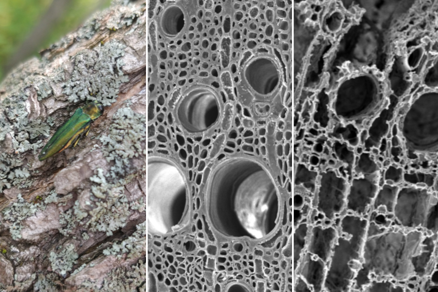 From left to right: Image of emerald ash borer on a branch, micrograph of sound wood and micrograph of decayed wood. Credits: Benjamin Held and Sofía Simeto