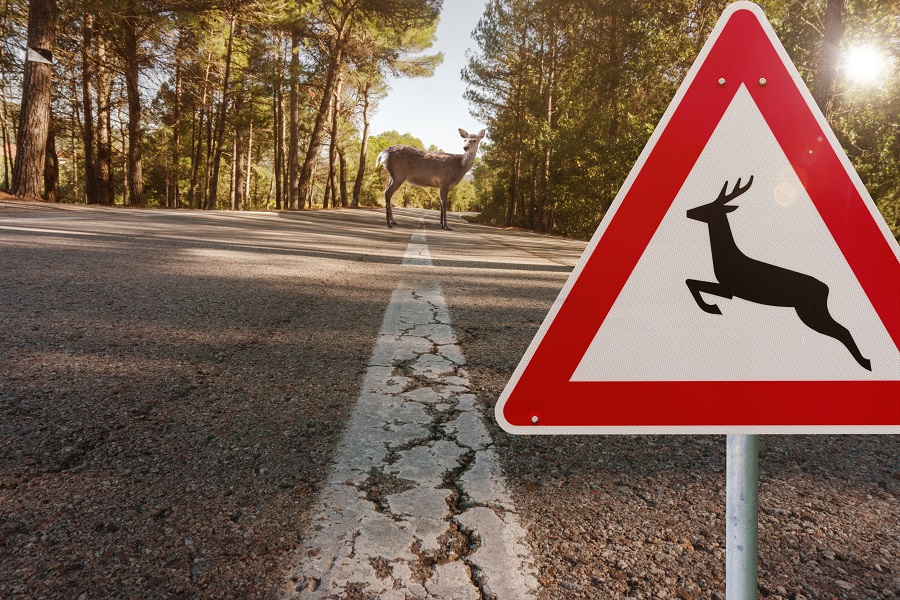 Image of a deer standing on a paved road with a deer crossing traffic sign in the foreground.
