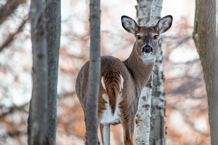 Image of a female white-tailed deer