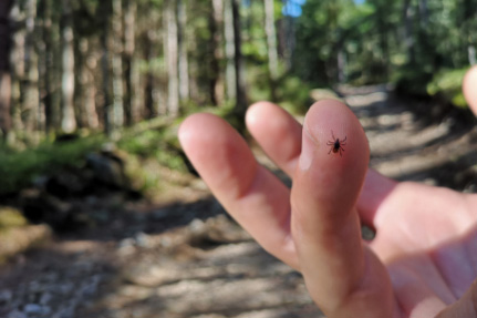 A tick on a finger with woods in the background