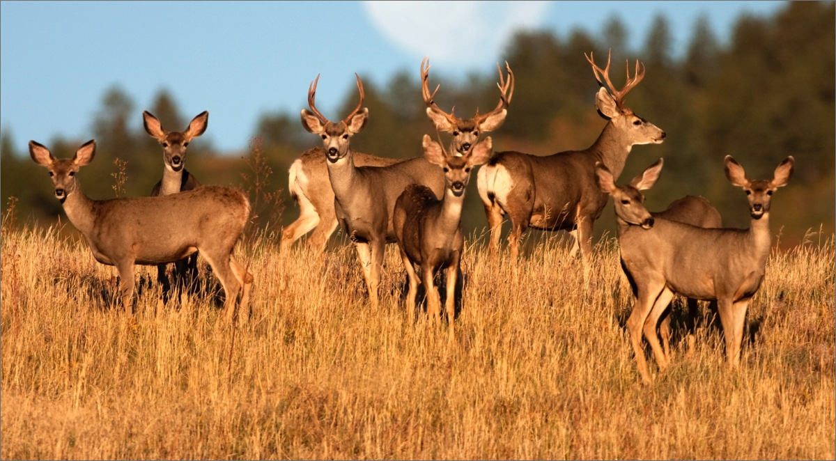 A herd of deer