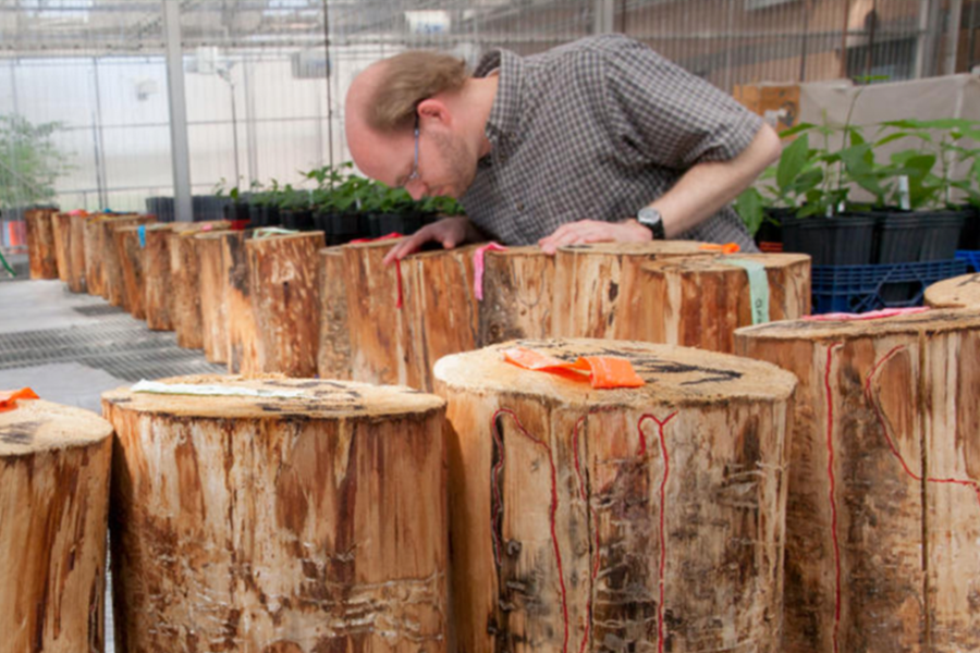 A researcher studying tree logs to identify mountain pine beetles