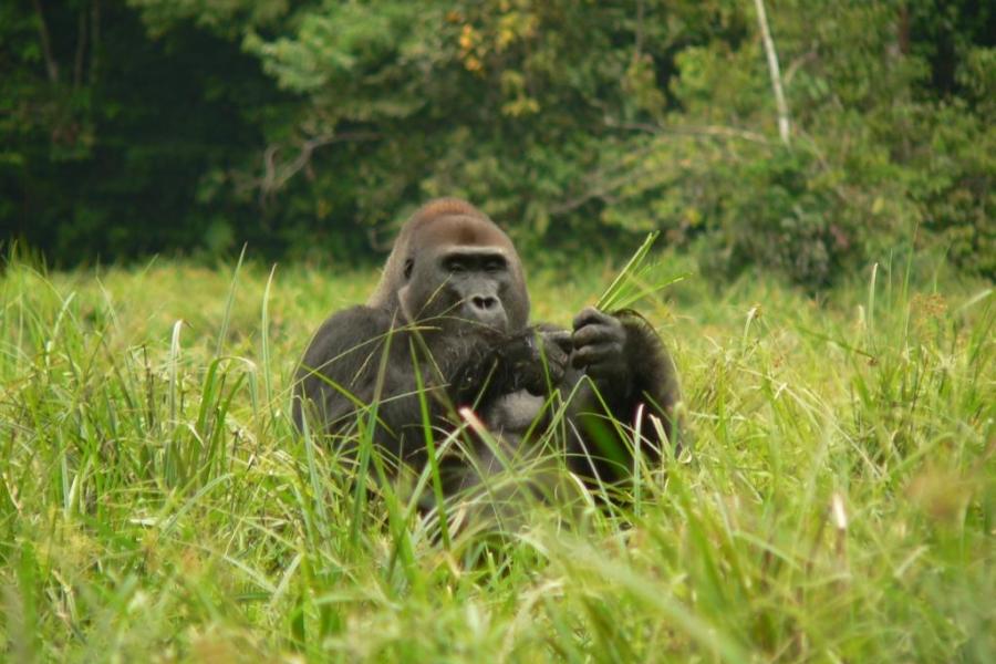 Image of primate in grassy field. 