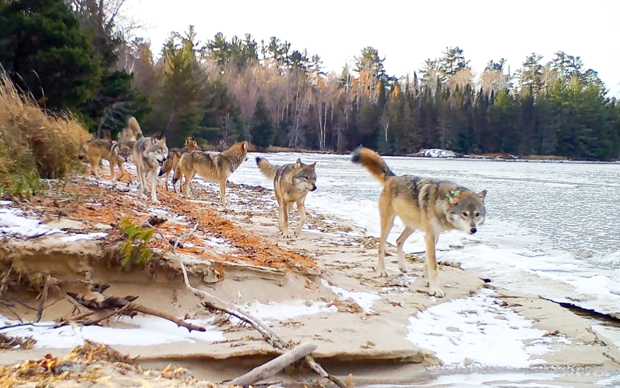 Trail camera footage of the Shoepack Lake Pack walking along a sandy beach in Voyageurs National Park in Fall.