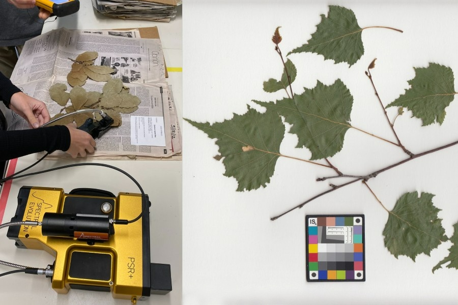 Researchers scan a plant sample (left). Spectroscopic scan of leaves shown at right. 