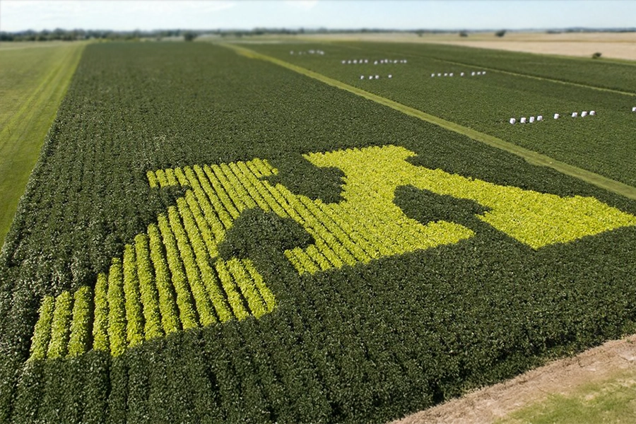 Minnesota’s ‘Miracle Bean’