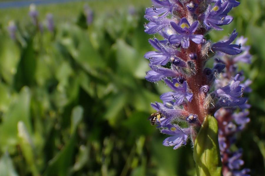 New research revealed Minnesota hosts a high number of bee species, including many that are important in particular habitats for pollination of native plants and agricultural crops alike. Pictured is the rare Pickerelweed Shortface bee (Dufourea novaeangliae)  Credit: Minnesota Department of Natural Resources.