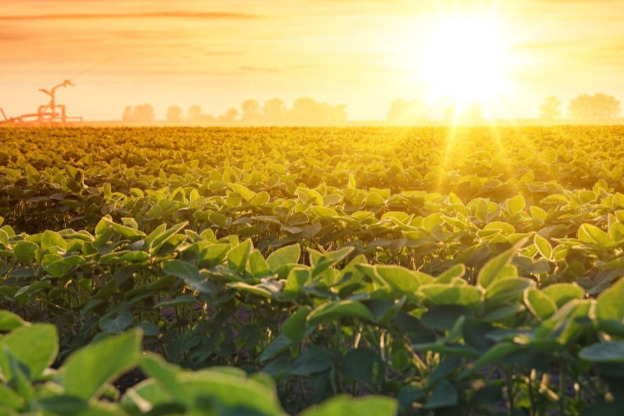 Soybean Crops Can Boost Productivity with Climate Change