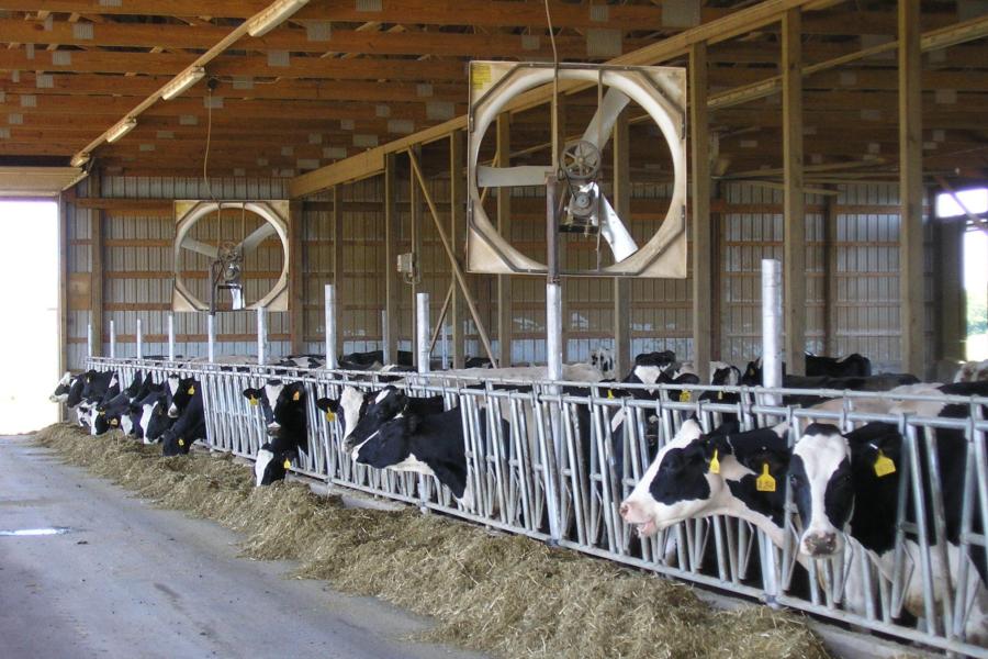 Image of cows with cooling fans. 