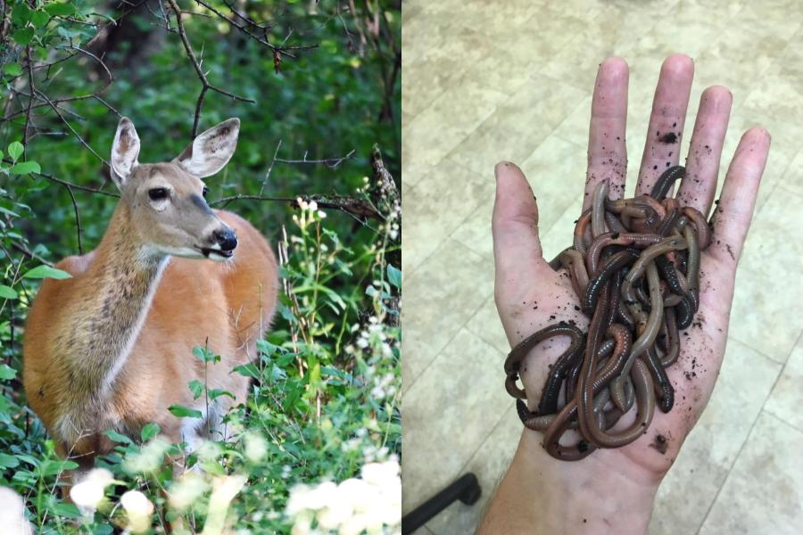 Image of a deer next to an image of earthworms. 