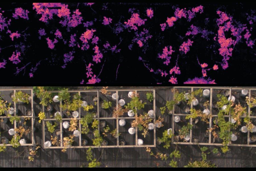 Aerial views of an experiment with oak saplings aimed at distinguishing between oak wilt and drought stress using spectral reflectance. 