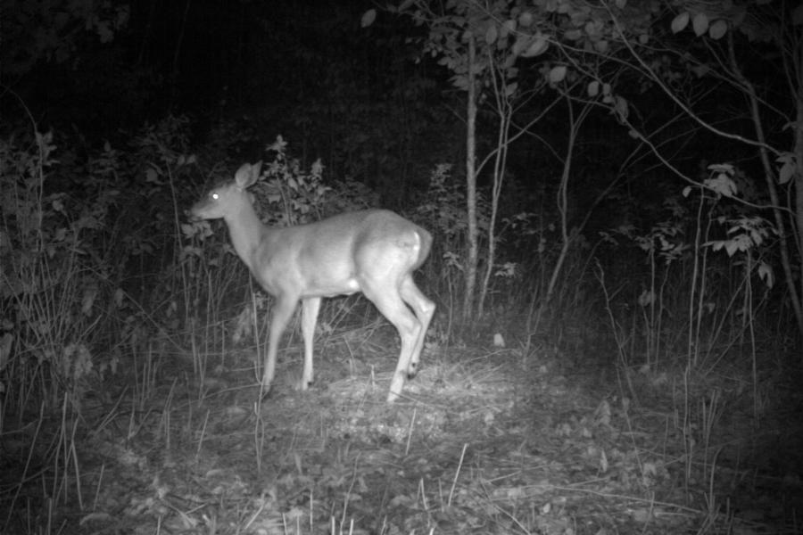 A remote camera captured an image of a deer in a higher vegetation area of Michigan’s northern Lower Peninsula