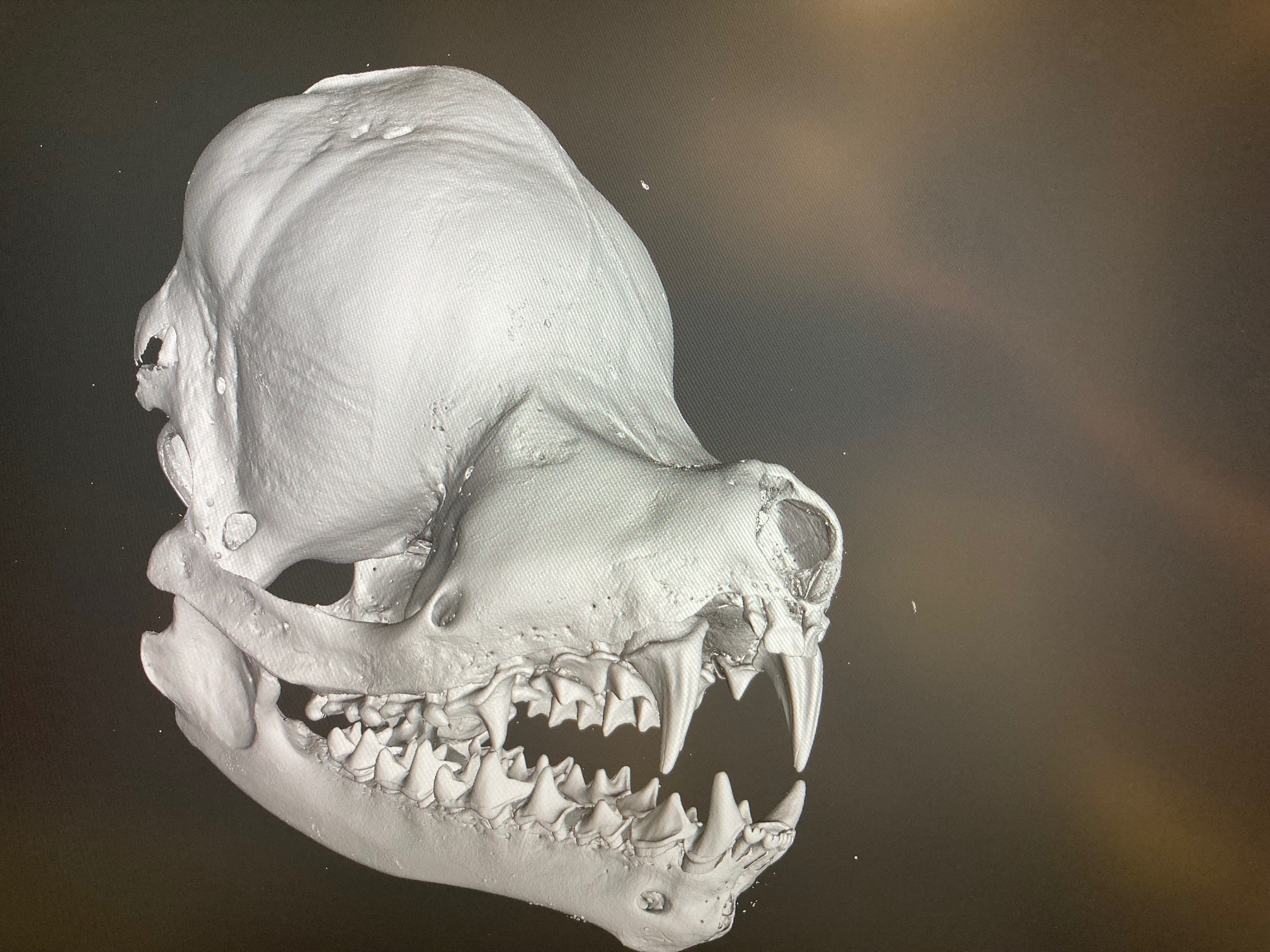 bat skull