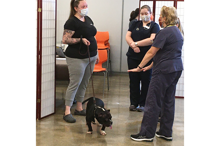 A bulldog's owner discusses her pet's skin issues with a volunteer veterinarian.