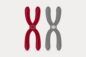 A graphic of two chromosomes
