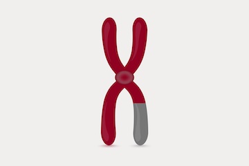 A chromosome with red and gray parts