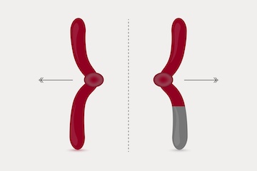 Two chromosomes separating from each other