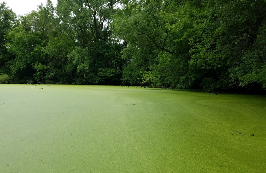 A pond covered in a thick layer of duckweed