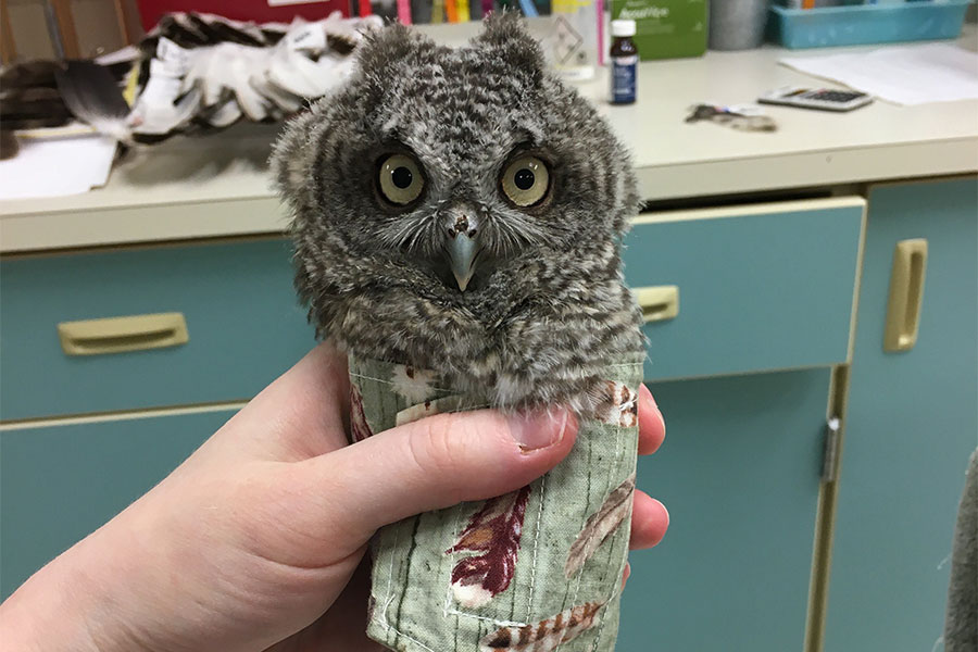 A juvenile eastern screech owl, gray and fluffy, looks at the camera while wrapped in towel to stay calm and protected