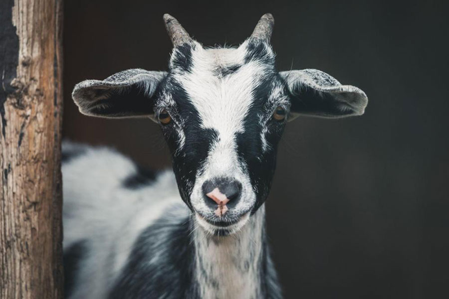 a black and white goat