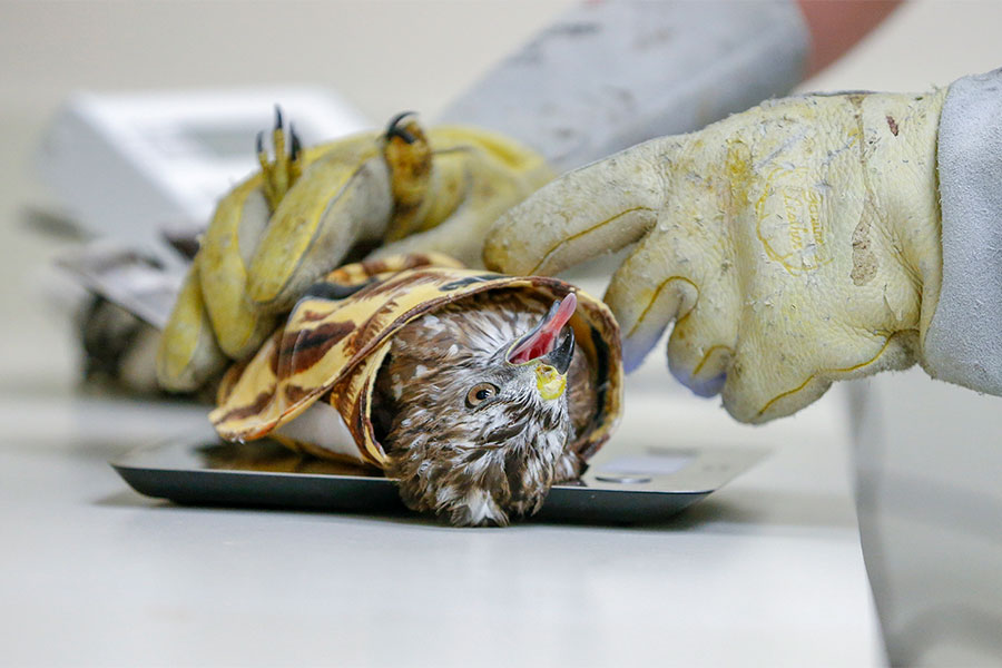 A hawk gets a weigh-in. 