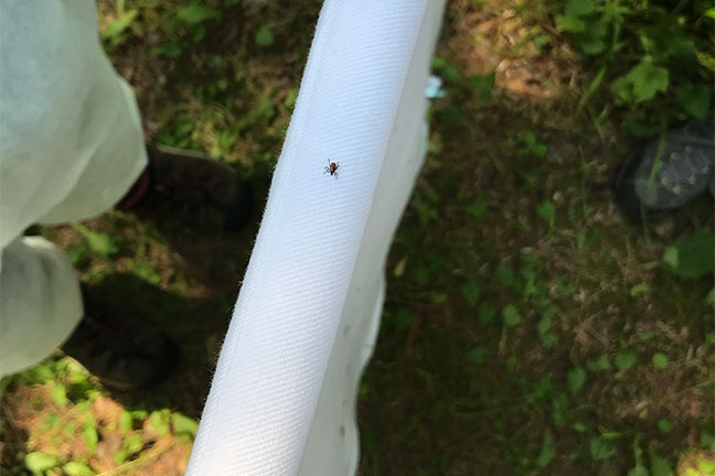 A tick collected by one of Kenwyn Shriner's drag cloths in Itasca State Park.