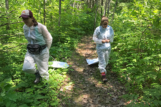 Kenwyn Shriner (left) and Laramie Lindsey pull drag cloths through the woods in Itasca State Park in order to collect ticks.