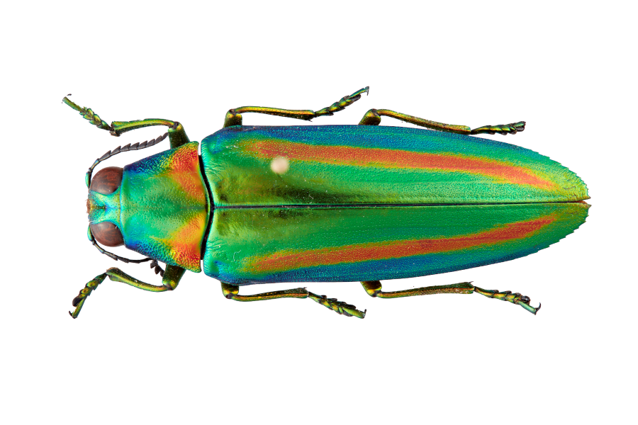 Close-up of jewel beetle specimen with green, blue and orange hues.