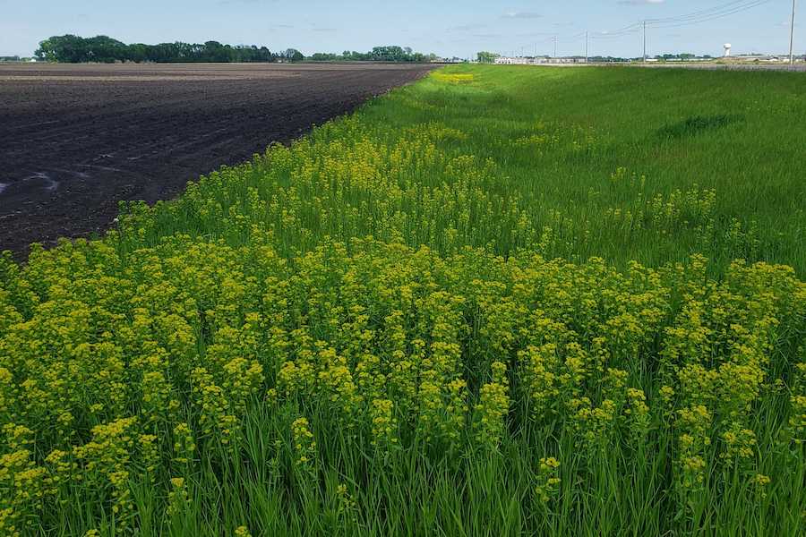 Leafy spurge growing between a road and a field in Minnesota.