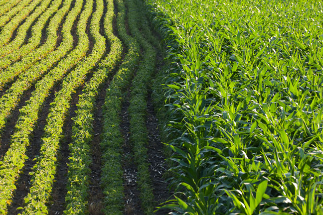 Diversifying crop rotations improves environmental outcomes while