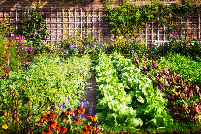 Urban gardening:
