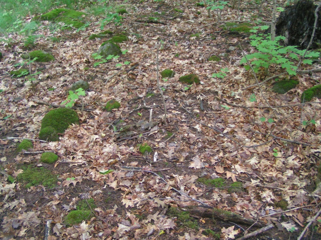 European earthworms cause big problems in North American forests