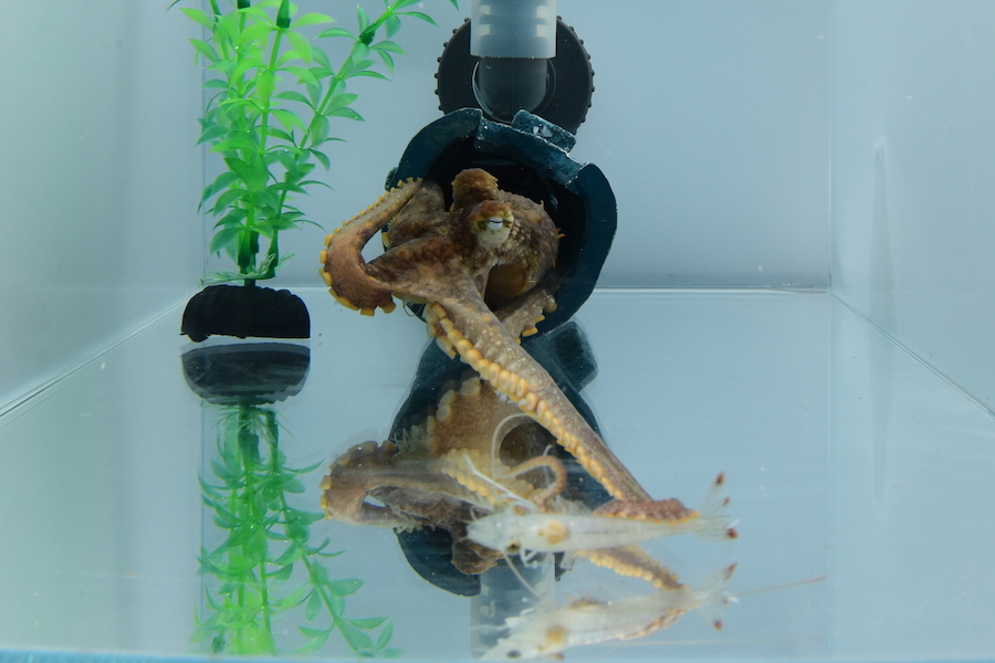 An octopus in a tank grabs a shrimp with its second left arm