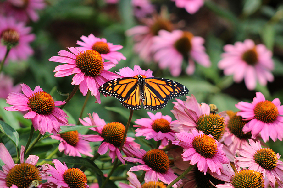 A butterfly rests on a pink echinacea coneflower