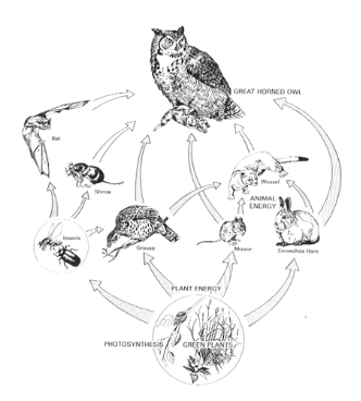 diagram of the raptor food chain