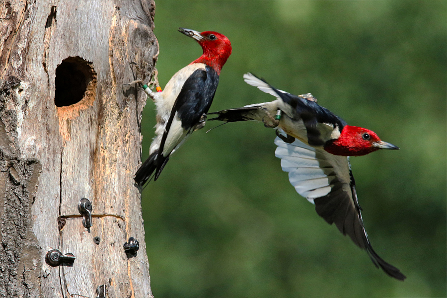 Two red headed woodpeckers on a tree